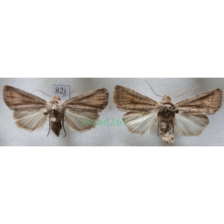 Hoplodrina blanda (Denis & Schiffermüller, 1775) pair Czech82j